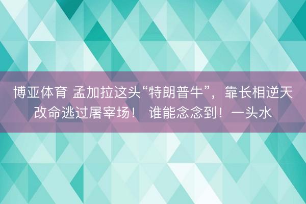 博亚体育 孟加拉这头“特朗普牛”,靠长相逆天改命逃过屠宰场! 谁能念念到!一头水